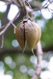 phoenixwood shutters 1