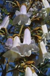 phoenixwood shutters 2