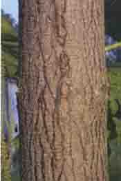 phoenixwood shutters 3